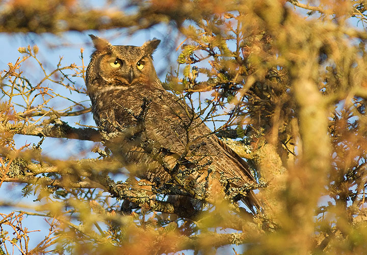 Great Horned Owl