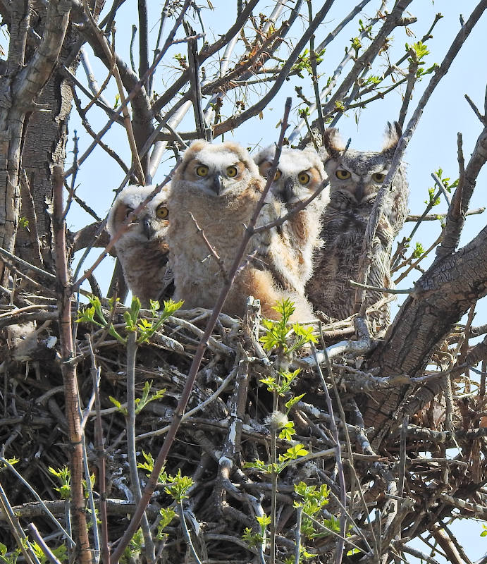 Great Horned Owl