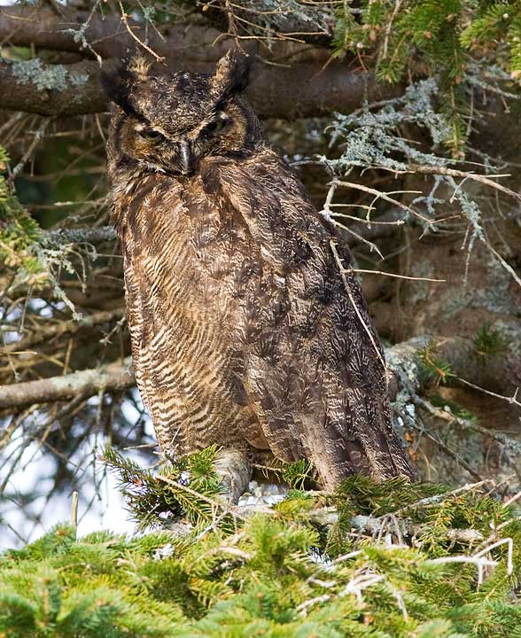 Great Horned Owl