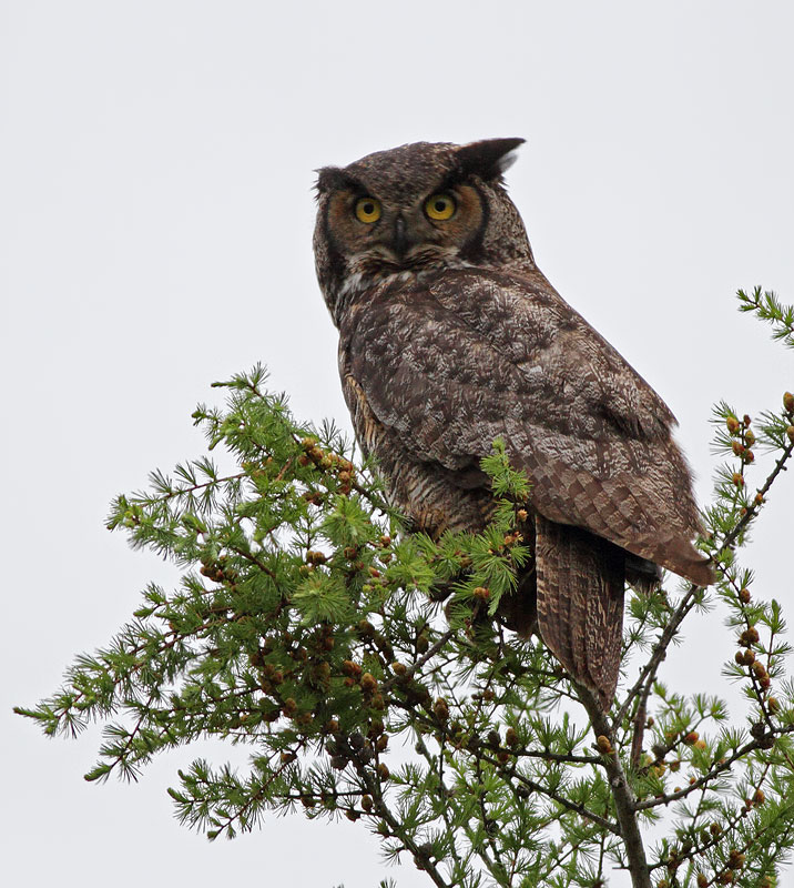 Great Horned Owl