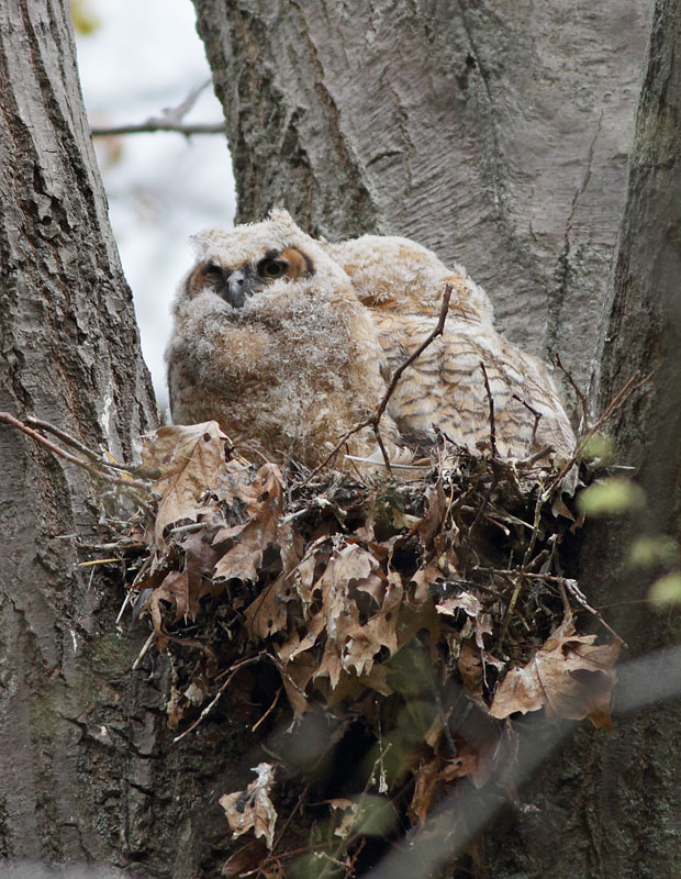 Great Horned Owl