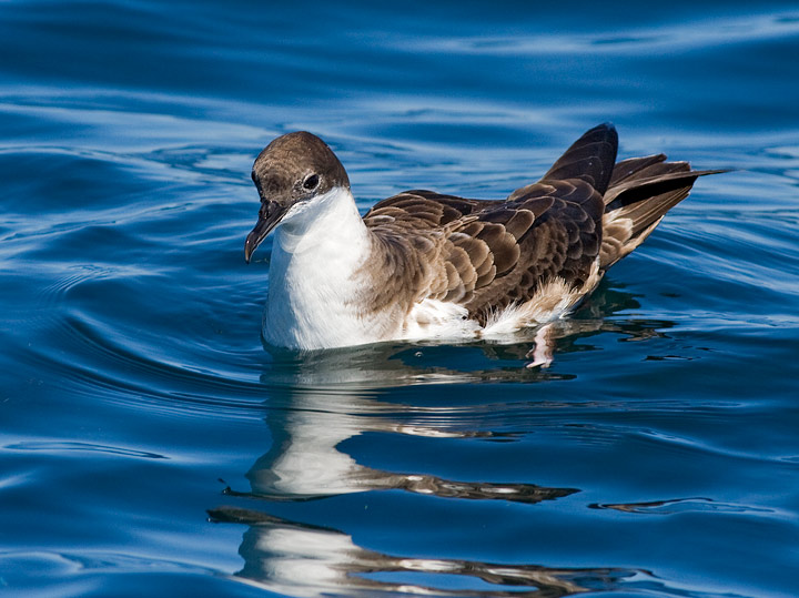 Great Shearwater