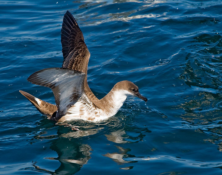 Great Shearwater