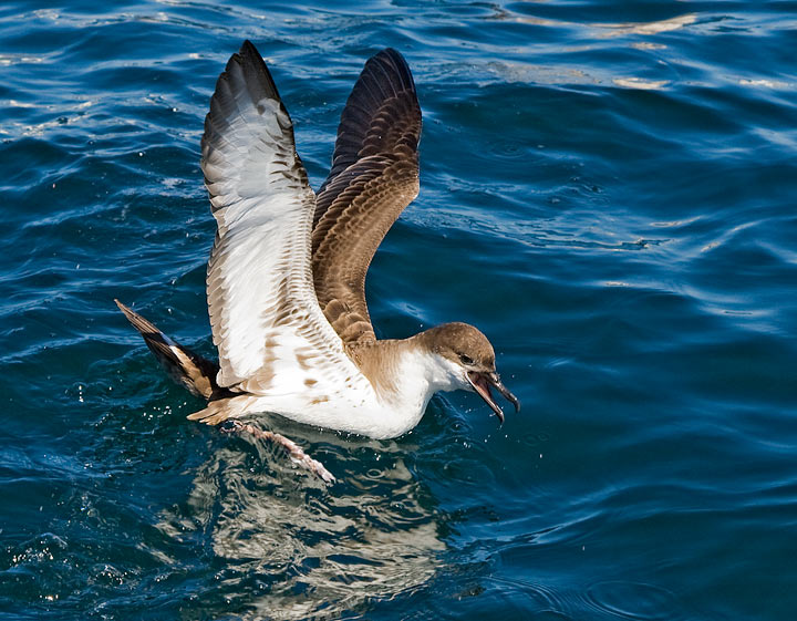 Great Shearwater