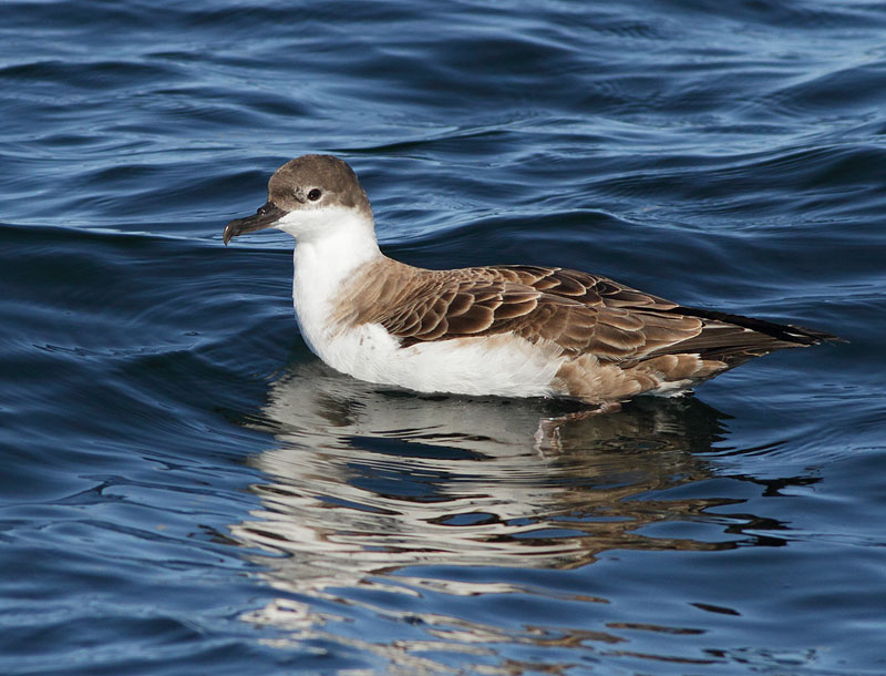 Great Shearwater