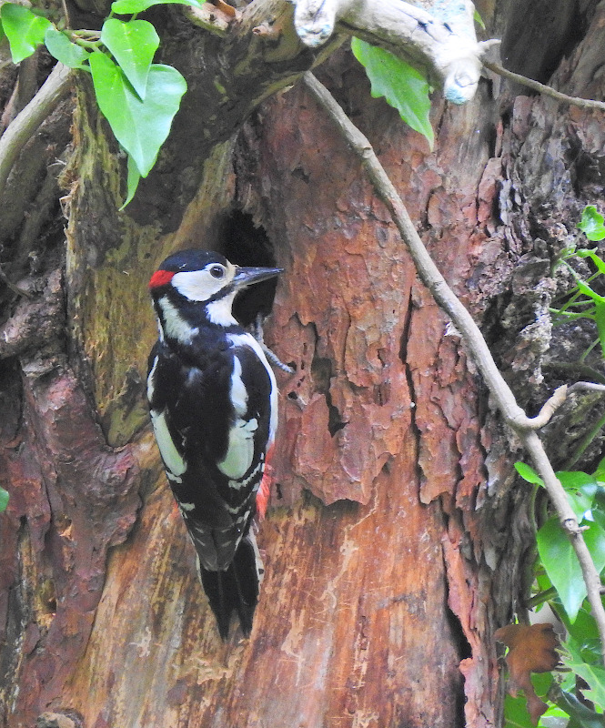 Great Spotted Woodpecker