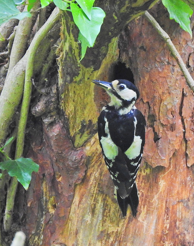 Great Spotted Woodpecker