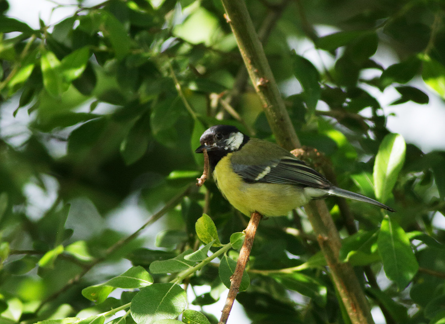 Great Tit