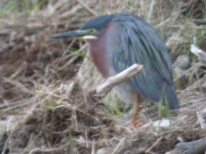 Green Heron