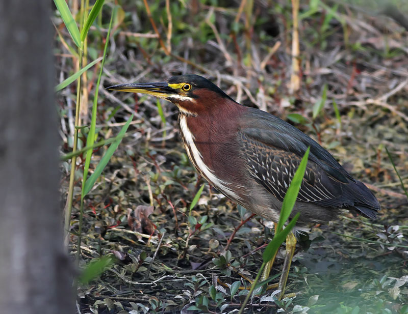 Green Heron