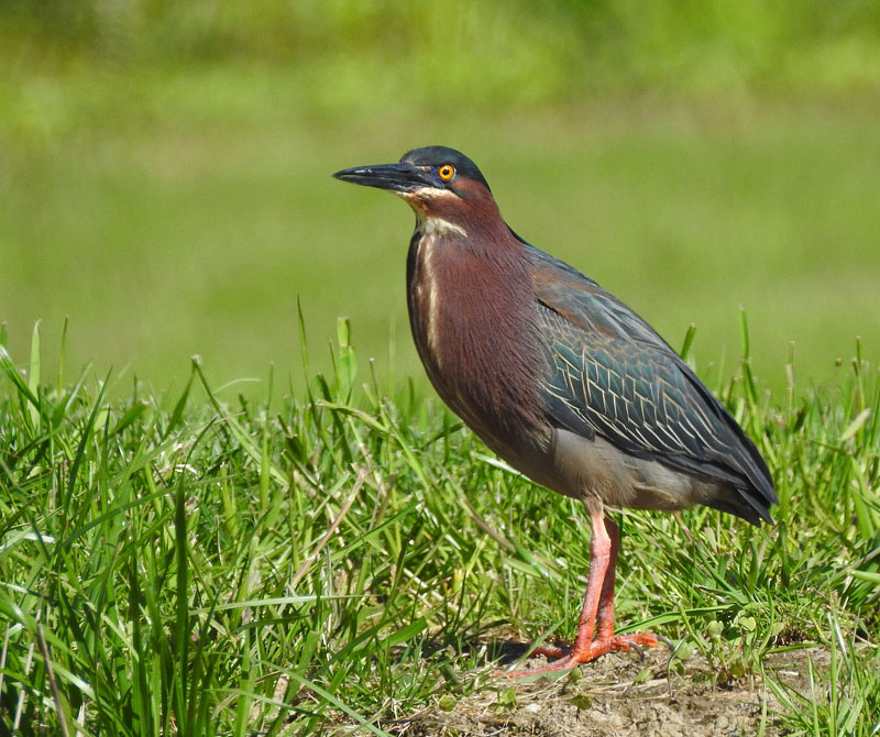 Green Heron