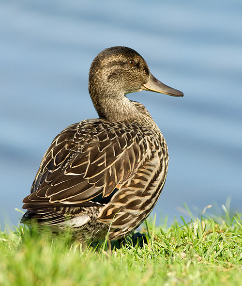 Green-winged Teal