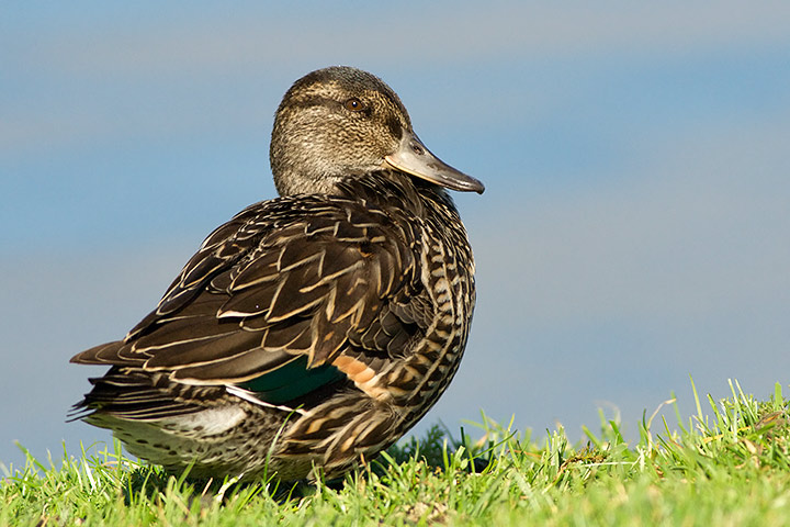 Green-winged Teal
