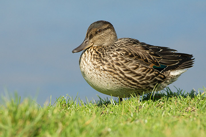 Green-winged Teal