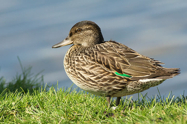 Green-winged Teal
