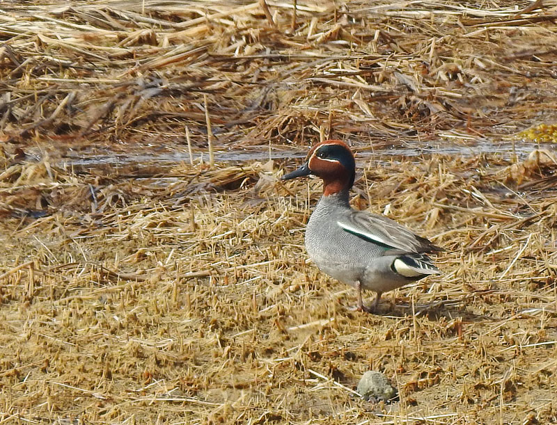 Eurasian Green-winged Teal