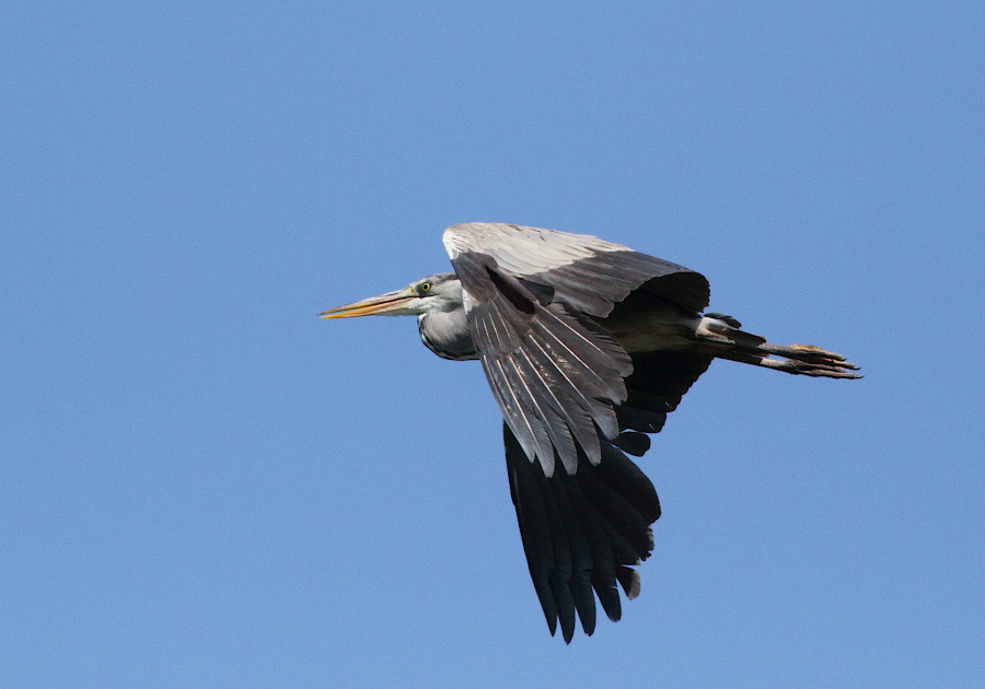 Grey Heron