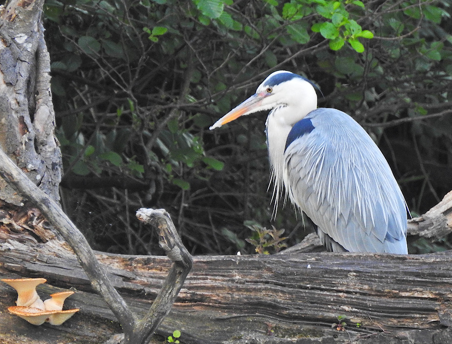 Grey Heron