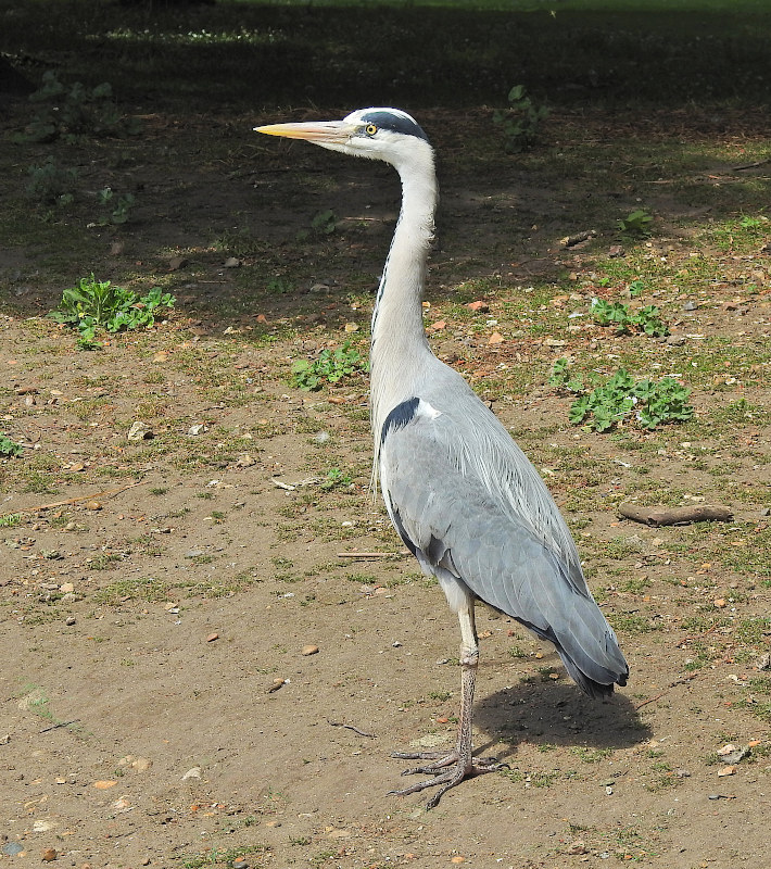 Grey Heron