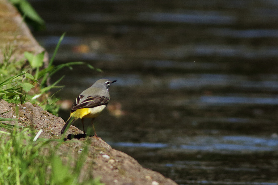 Grey Wagtail