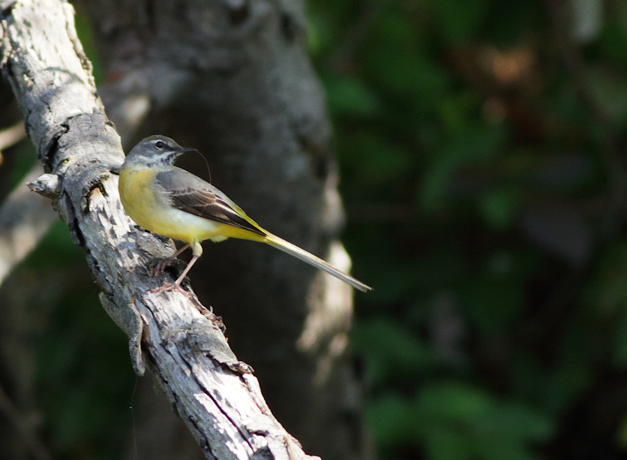 Grey Wagtail