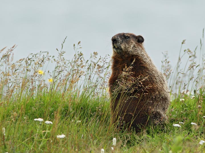 Groundhog