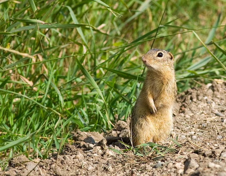 Richardson's Ground Squirrel (Urocitellus richardsonii)