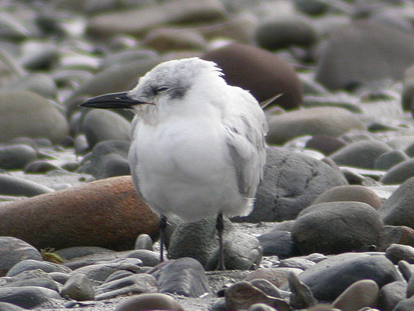 Gull-billed Tern