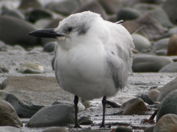 Gull-billed Tern