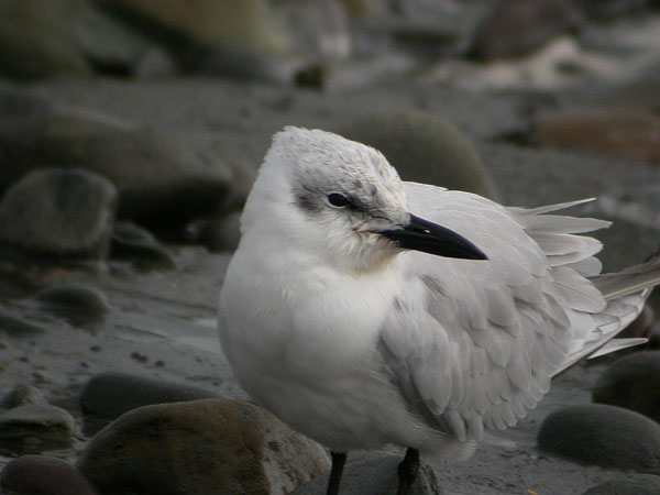 Gull-billed Tern