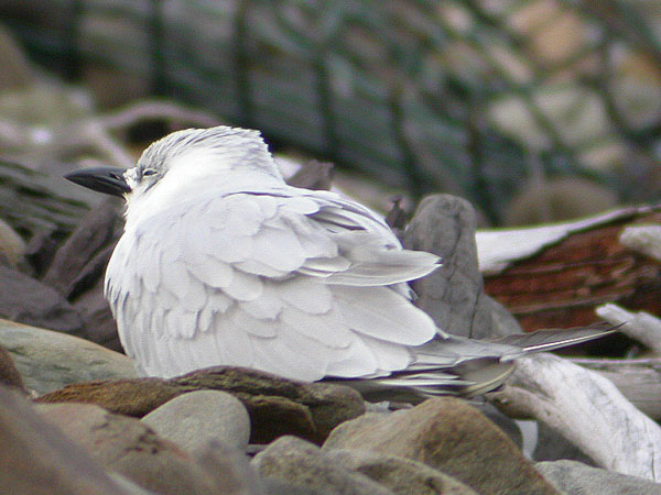 Gull-billed Tern