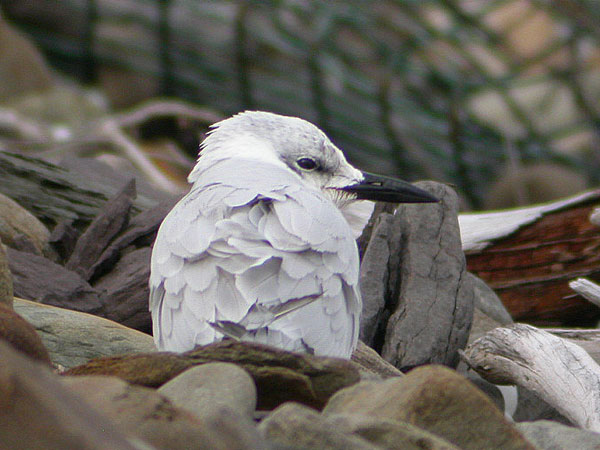 Gull-billed Tern