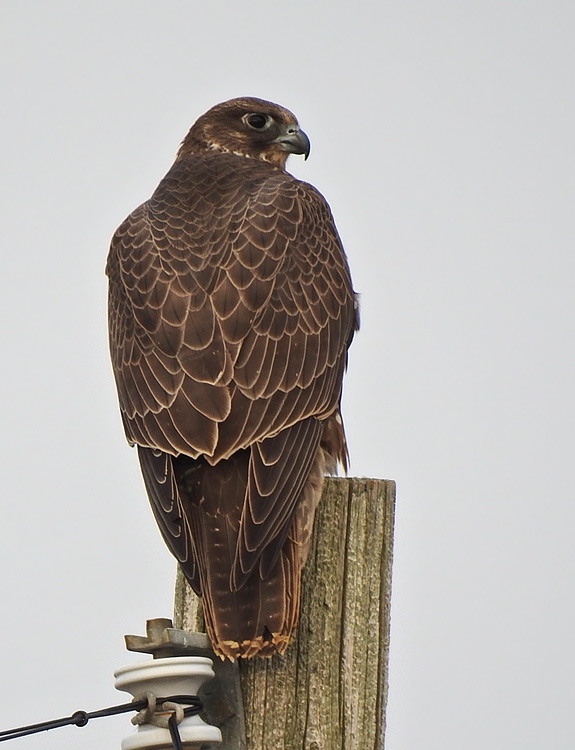 gyrfalcon