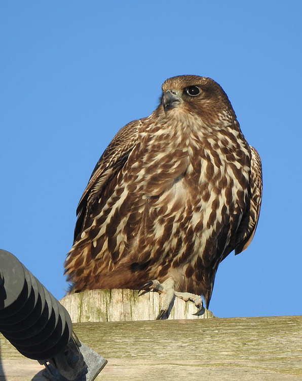 Gyrfalcon