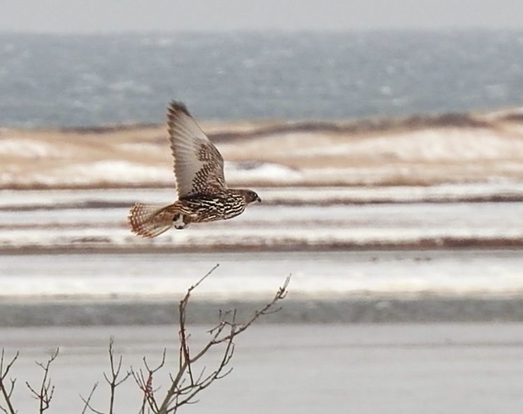 Gyrfalcon