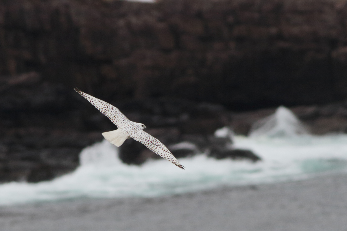 gyrfalcon