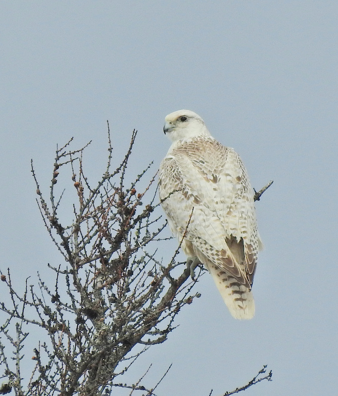 gyrfalcon