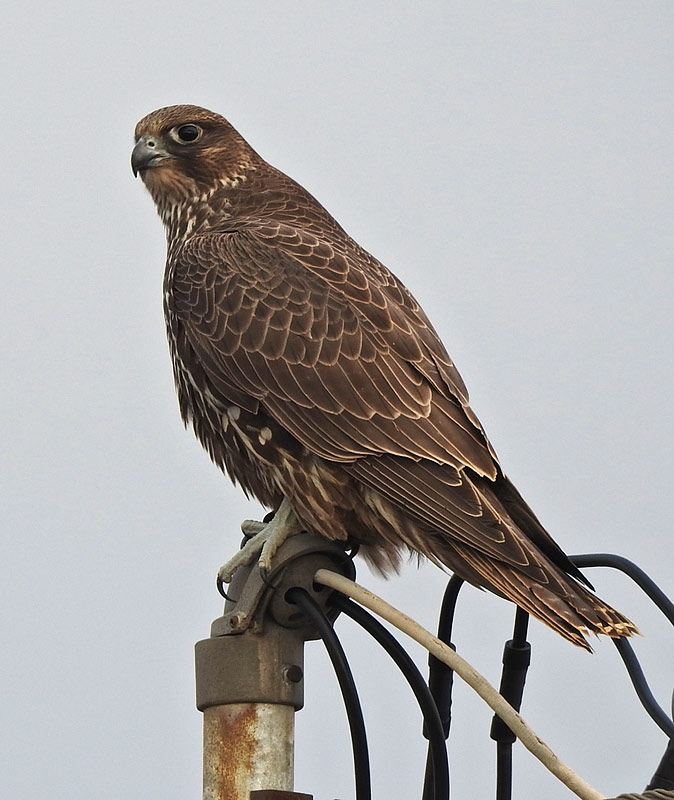 gyrfalcon