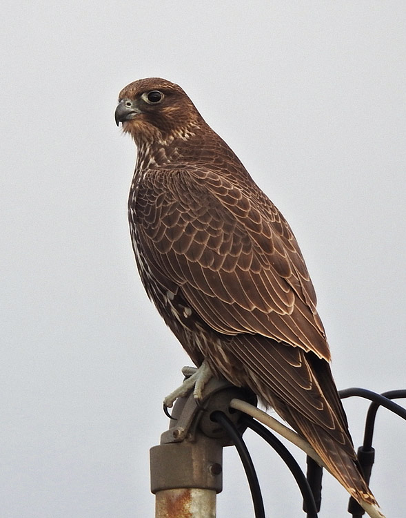 Gyrfalcon