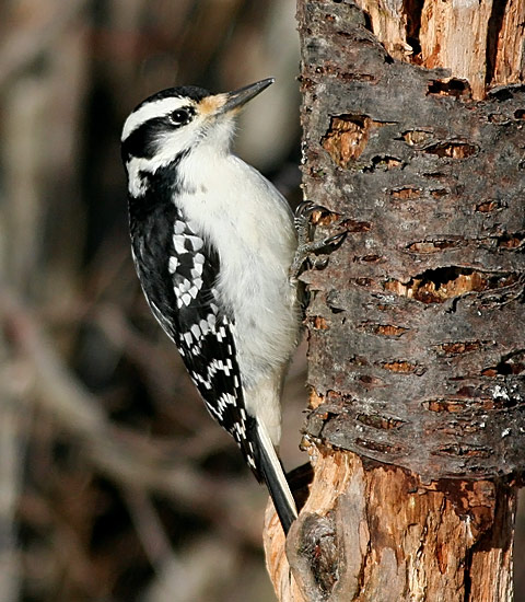 Hairy Woodpecker