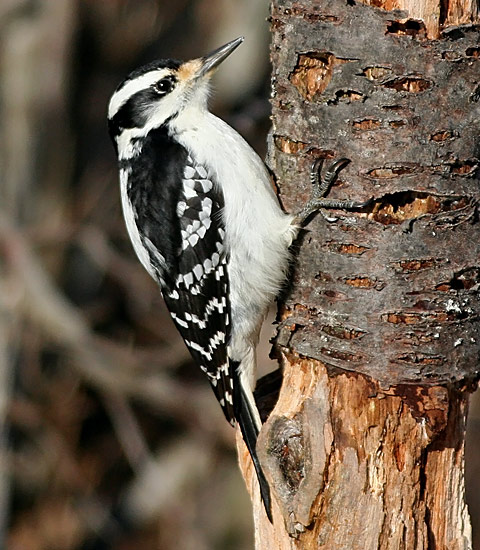 Hairy Woodpecker