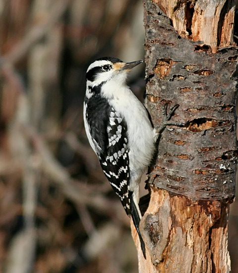 Hairy Woodpecker