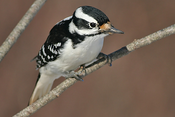 Hairy Woodpecker