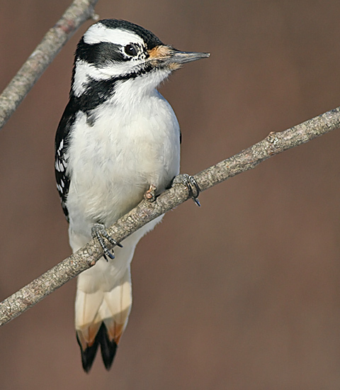 Hairy Woodpecker