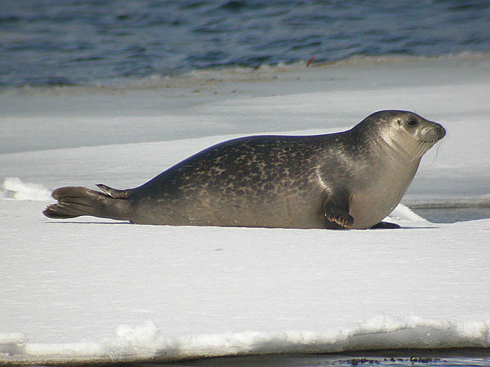 Harbour Seal
