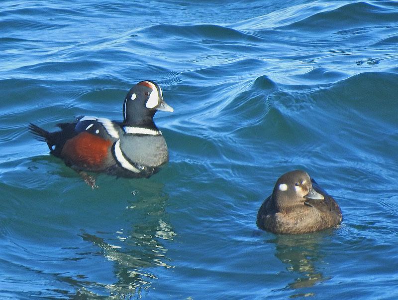 Harlequin Duck