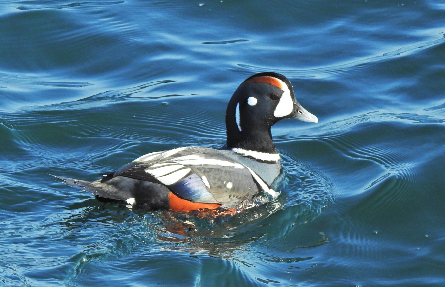 Harlequin Duck