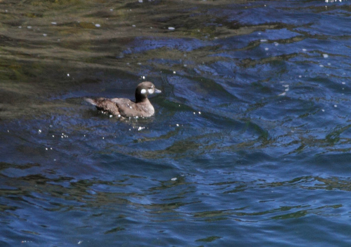 Harlequin Duck