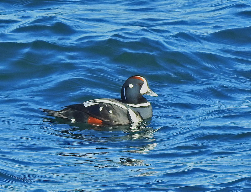 Harlequin Duck