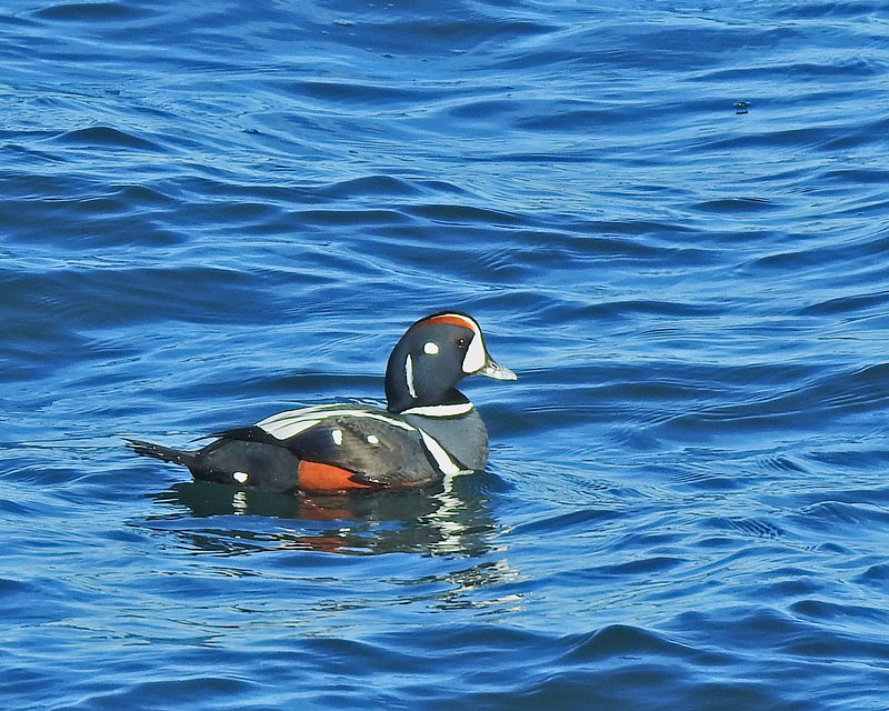 Harlequin Duck